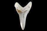 Cretaceous Cretoxyrhina Shark Tooth - Kansas #93791-1